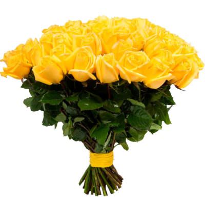 Розы Голландия желтые
